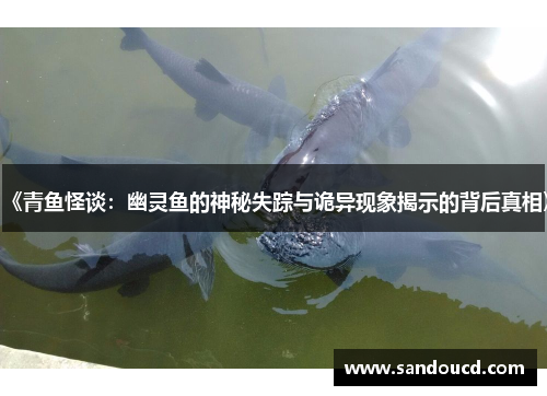 《青鱼怪谈：幽灵鱼的神秘失踪与诡异现象揭示的背后真相》
